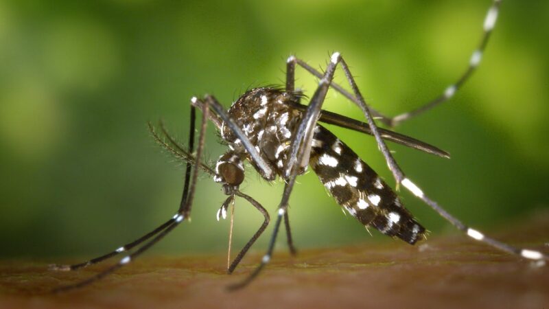 Are Natural Mosquito Repellents Safe and Effective Alternatives