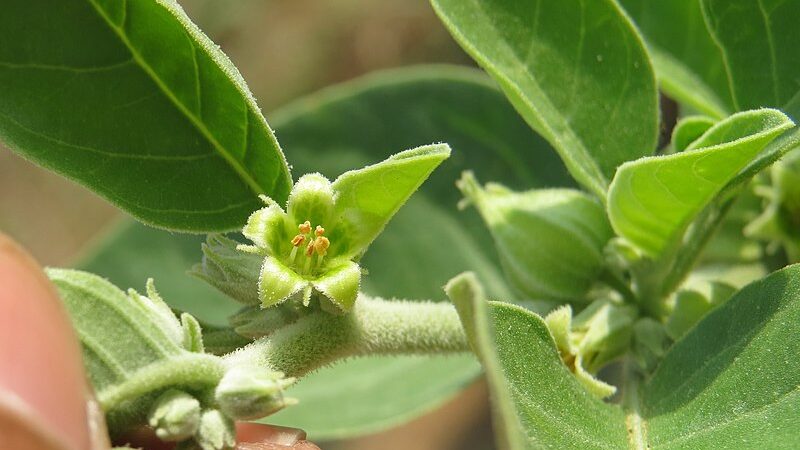 Can Ashwagandha Be Your Next Health Ally? Read to Know