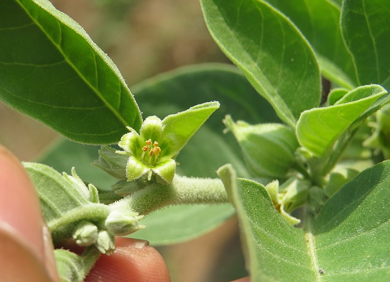 Can Ashwagandha Be Your Next Health Ally? Read to Know