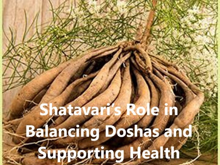 Shatavari’s Role in Balancing Doshas and Supporting Health