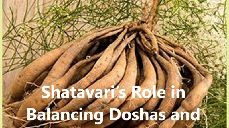 Shatavari’s Role in Balancing Doshas and Supporting Health