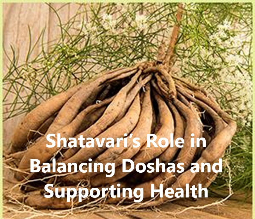 Shatavari’s Role in Balancing Doshas and Supporting Health