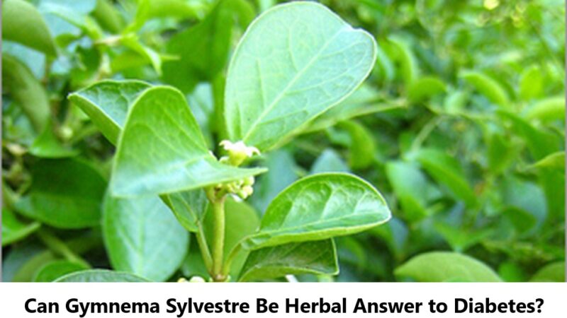 Can Gymnema Sylvestre Be Herbal Answer to Diabetes?