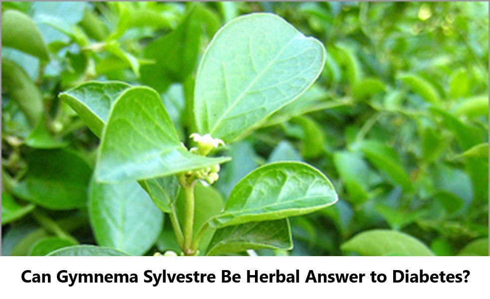 Can Gymnema Sylvestre Be Herbal Answer to Diabetes?