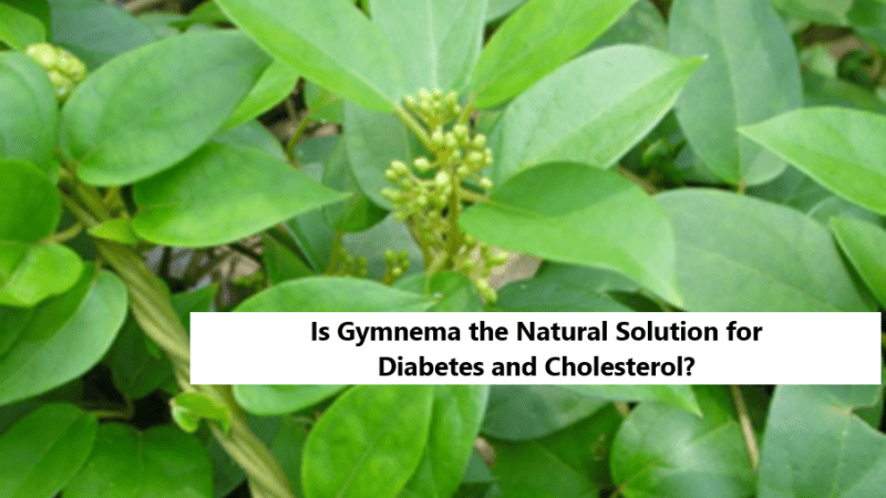 Is Gymnema the Natural Solution for Diabetes and Cholesterol?