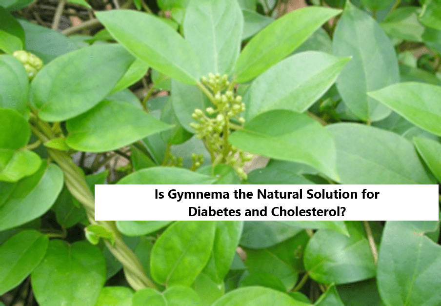 Is Gymnema the Natural Solution for Diabetes and Cholesterol?