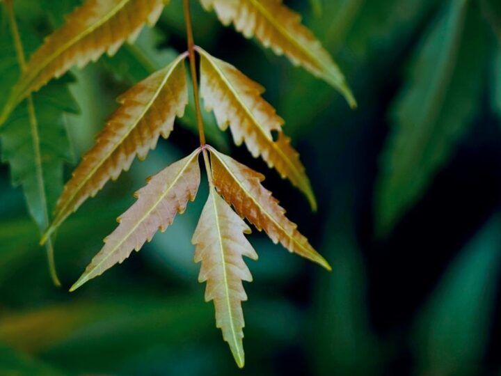 Neem Water Every Morning: What It Does for Your Body and Mind