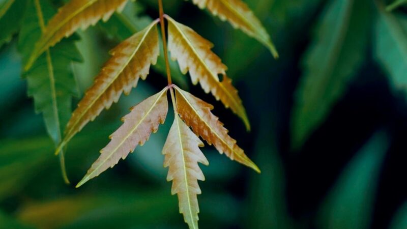 Neem Water Every Morning: What It Does for Your Body and Mind