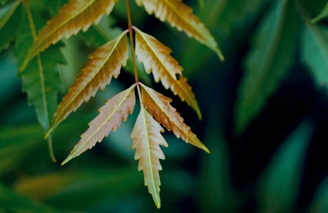 Neem Water Every Morning: What It Does for Your Body and Mind